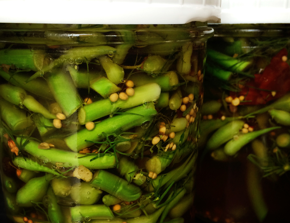 radish pod-garlic scape refrigerator pickle {wholly rooted}