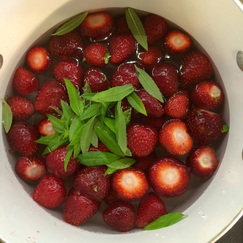 strawberries & lemon verbena:: homemade soda making {wholly rooted}