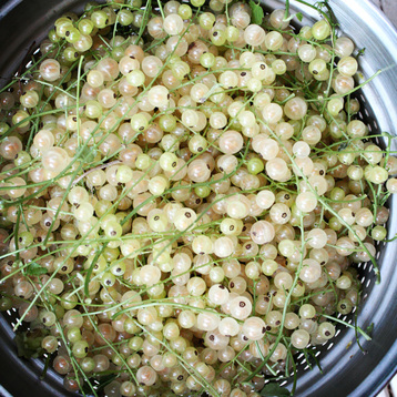 white currant harvest {wholly rooted}