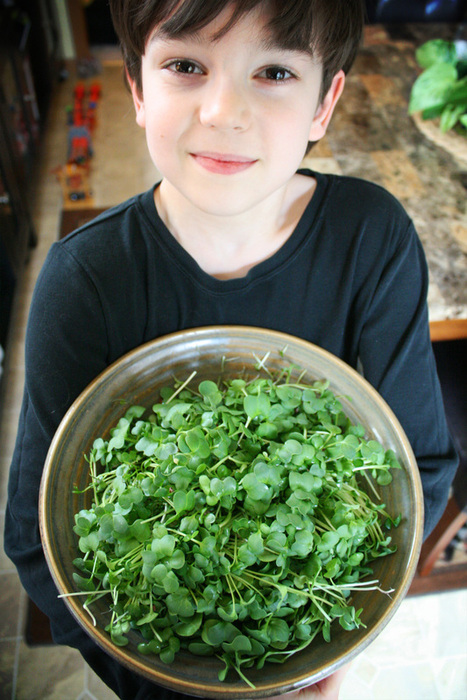 Growing Microgreens with Hydroponics {wholly rooted}