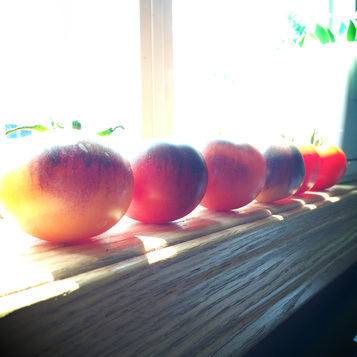 windowsill ripening {wholly rooted}