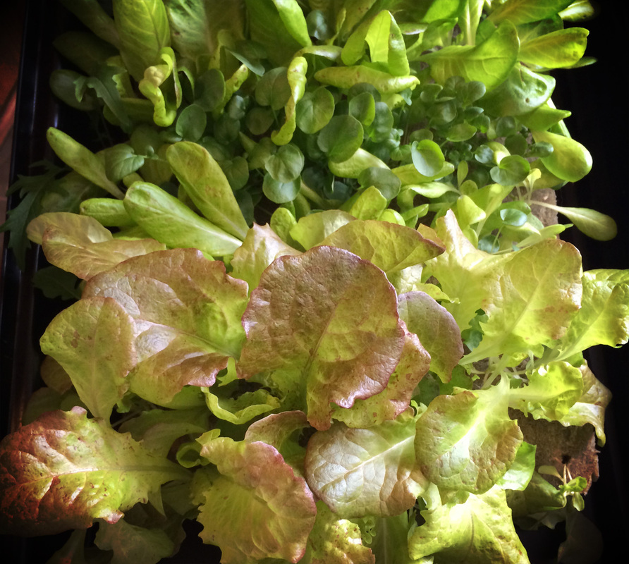 Hydroponic Baby Greens. {wholly rooted}