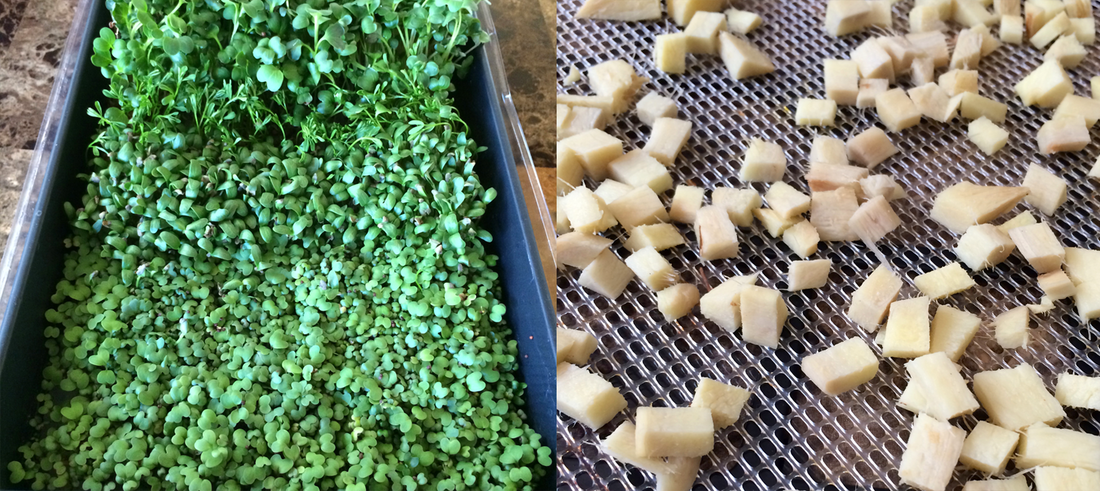 growing microgreens. drying ginger.  {wholly rooted}