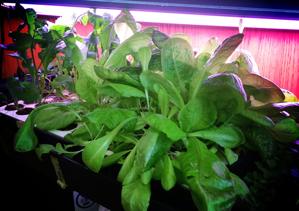 hydroponics lettuce {wholly rooted}