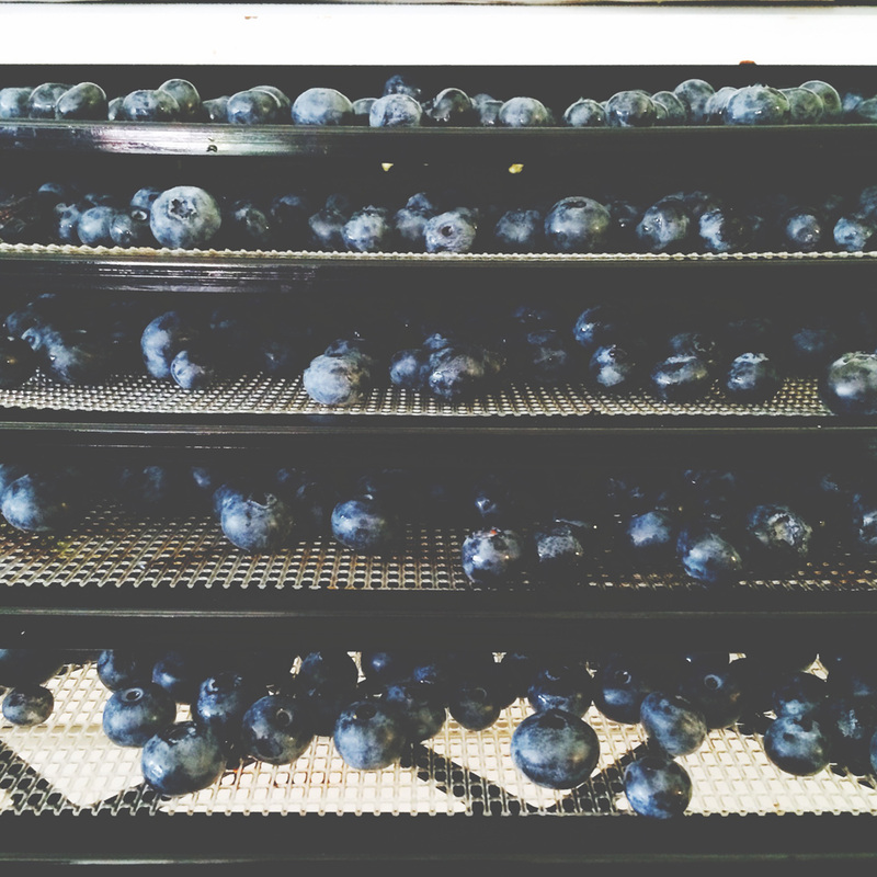 blueberries drying {wholly rooted}